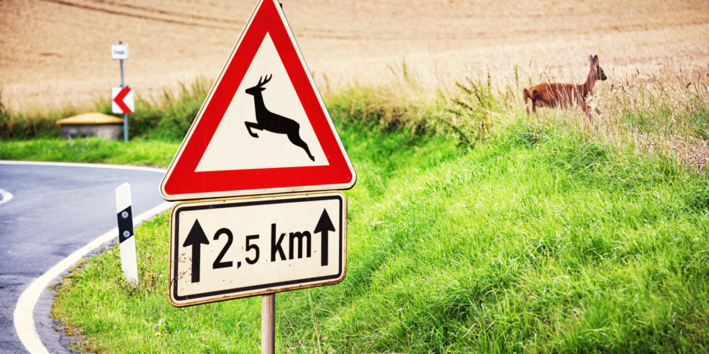 Unfallrisiko durch Wildwechsel